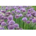 Organic Chives