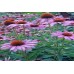 Organic Echinacea