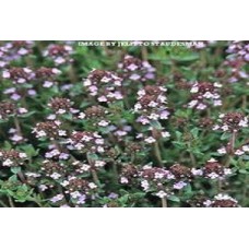 Organic Savoury, Summer