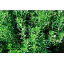 Organic Savory, Winter