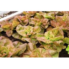 Organic Lettuce Marvel of Four Seasons