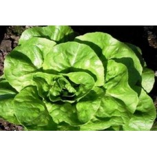 Organic Lettuce Matilda