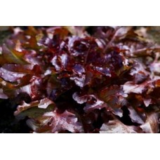 Organic Lettuce Red Salad Bowl
