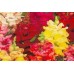 Organic Antirrhinum, Snapdragon Mixed