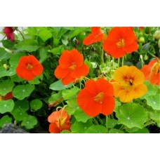 Organic Nasturtium Trailing mix
