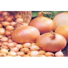 Organic Onion Giant Stuttgart