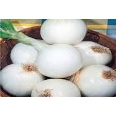 Organic Onion Musona, White Italian