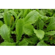 Organic Oriental Green in the Snow Chinese Mustard Organic Oriental Green in the Snow Chinese Mustard