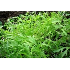 Organic Oriental Mizuna Organic Oriental Mizuna