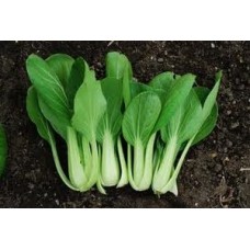 Organic Oriental Pak Choi Organic Oriental Pak Choi