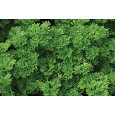 Organic Parsley Green Perle