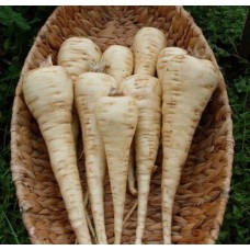 Organic Parsnip Halblange White