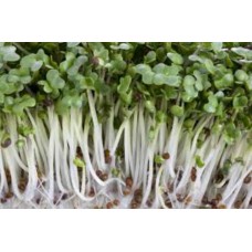 Organic Broccoli  Sprouting NEW