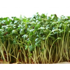 Organic Cress Sprouting