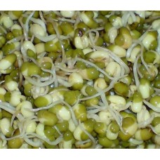 Organic Mung Bean Sprouting