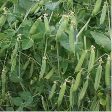 Pea 'Eerste Vroege Mei' -  First Early May