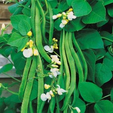 Organic Beans Runner - 'Emergo'