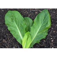 Grumolo Verdes Chicory