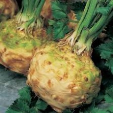 Celeriac Ibis