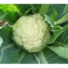 Organic Cauliflower Goodman
