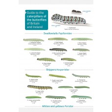 A Guide to Caterpillars 