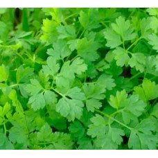 Organic Chervil