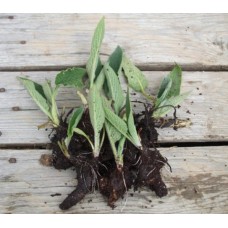 Organic Comfrey Root Cuttings (Pack of 12)