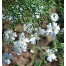 Gypsophilia Elegans