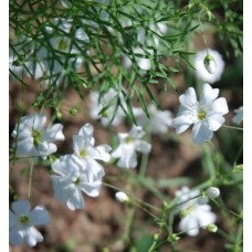 Gypsophilia Elegans / Baby's Breath