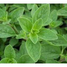 Organic Marjoram