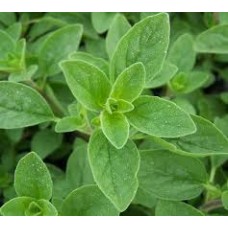 Marjoram