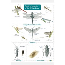 A guide to Insects of the British Isles guide