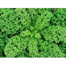 Organic Kale Westland Winter
