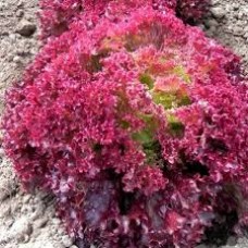 Organic Lettuce Lollo Rossa