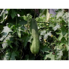 Organic Luffa Seeds