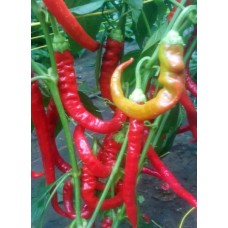 Mild Chilli Pepper - Milder spiral