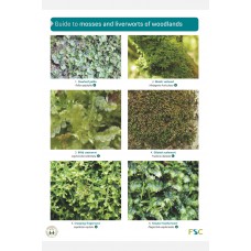 A Guide to Woodland Mosses