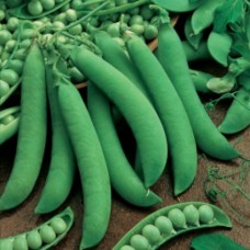 Organic Pea - Senator 
