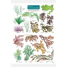 A Guide to Seaweeds