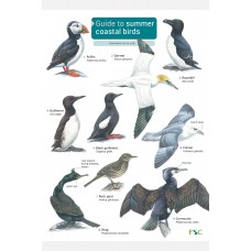 A Guide to Summer Coastal Birds