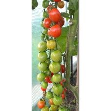 Organic Tomato Bartelly F1