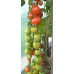 Organic Tomato Bartelly F1