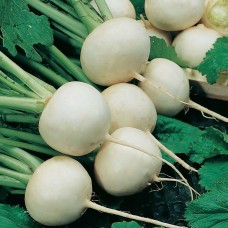 Turnip Snowball