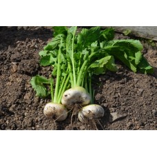 Organic Flat White May Turnip