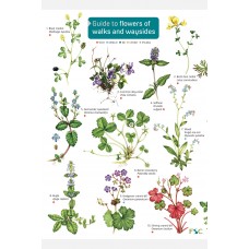 A Guide to Flowers of Walks and Waysides