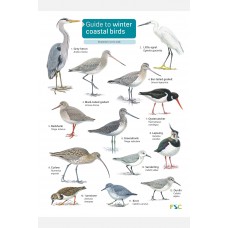 A Guide to Winter coastal birds