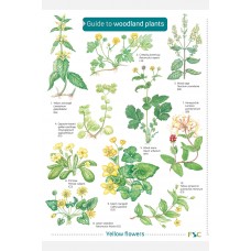 A Guide to Woodland plants