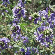 Organic Alfalfa Green Manure