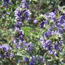 Alfalfa Green Manure