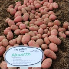 Alouette 2kg ORGANIC SEED POTATOES